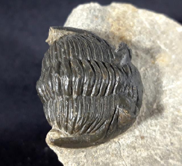 Hollardops mesocristatus (LE MAITRE 1952) - Bild &copy; FossNet FossilienStore